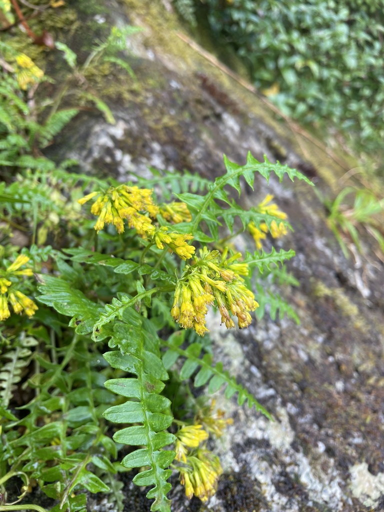 Jacobaea acutipinna (Jacobaea acutipinna)