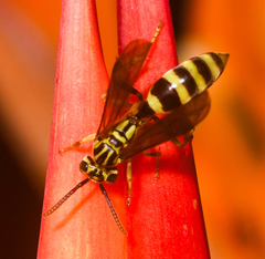 Agelaia cajennensis image