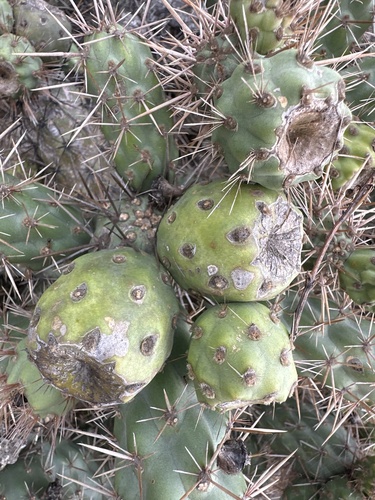 Coast Cholla