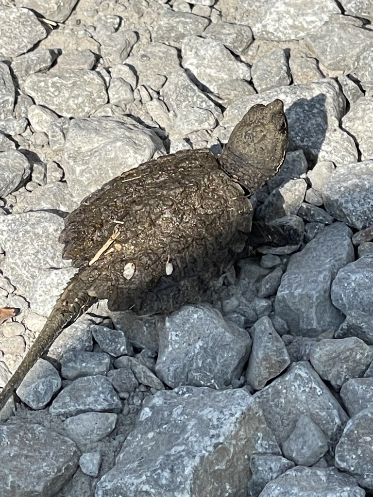 Common Snapping Turtle from Refuge faunique Marguerite-d’Youville ...