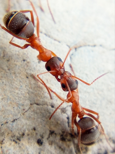 亮林蚁Formica clara