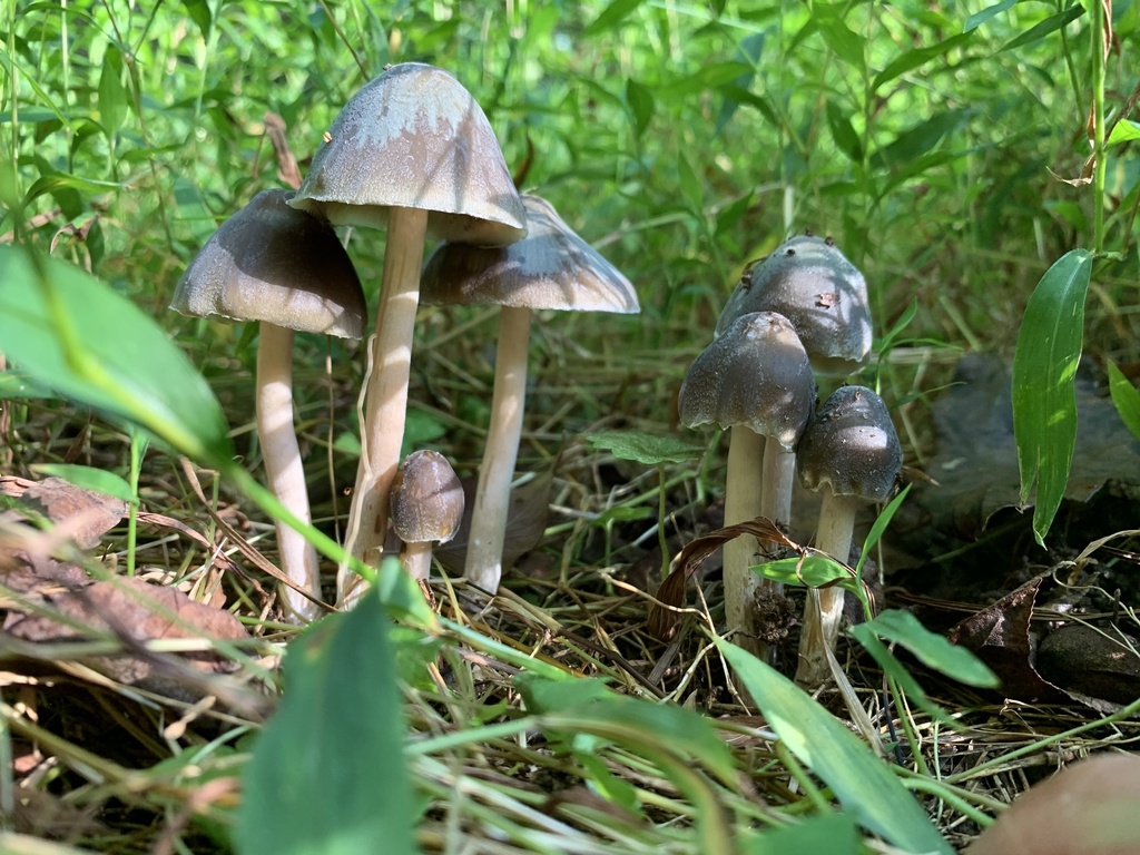 Psilocybe Caerulescens From Gwinnett On September 18, 2023 At 03:06 Pm 