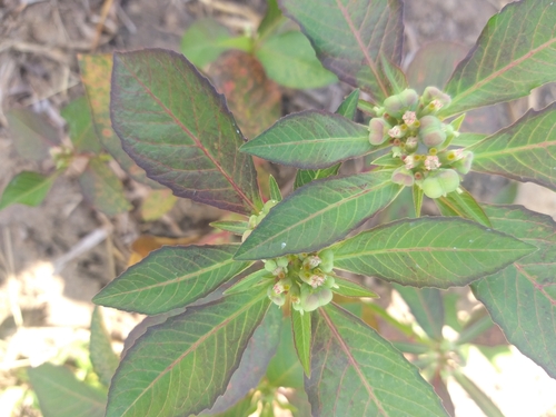 painted spurge