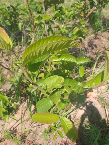 Common guava