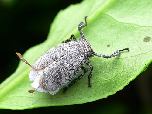 Ancyra appendiculata