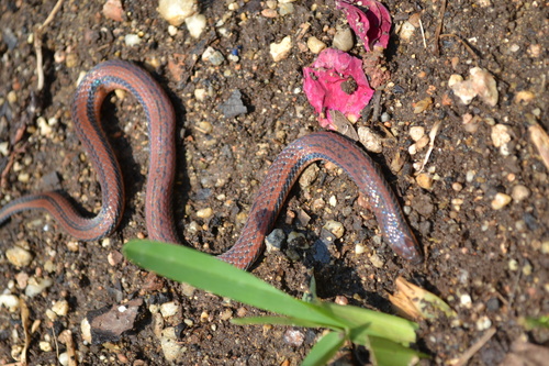 Chiapas burrowing snake
