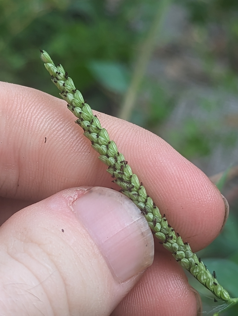 fourrowed bead grass from Oakland Estates, San Antonio, TX 78240, USA