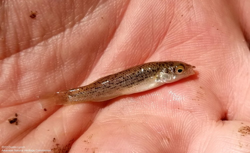 Ouachita Studfish