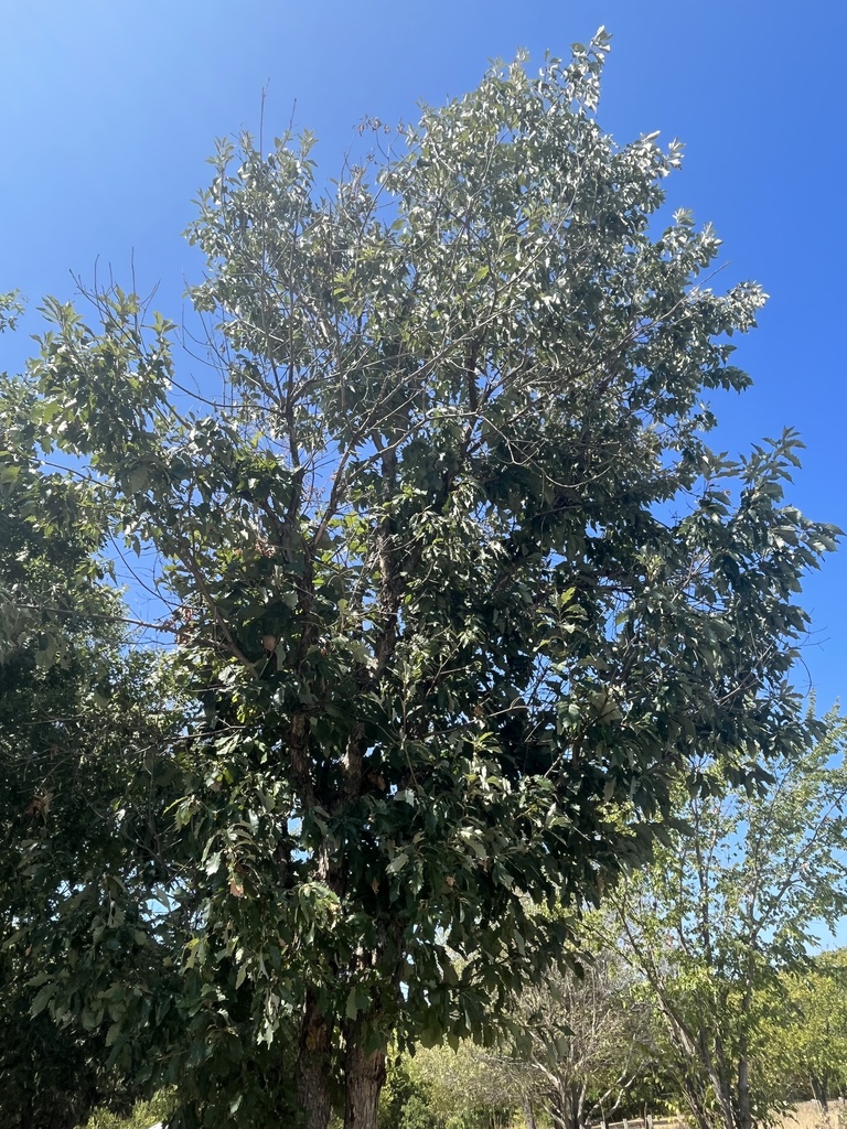 chinkapin oak from Holford Rd, Garland, TX, US on September 23, 2023 at