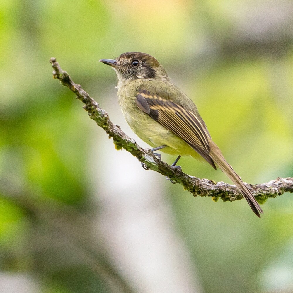 Sepia-capped Flycatcher (Leptopogon amaurocephalus) · iNaturalist