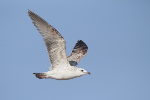 Armenian Gull