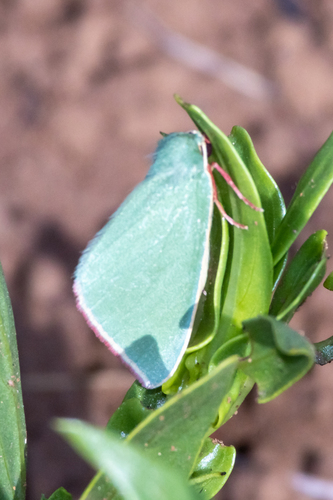 Omphax bacoti