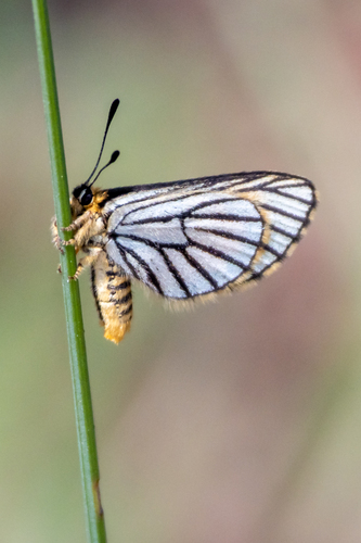 Alaena amazoula Boisduval, 1847