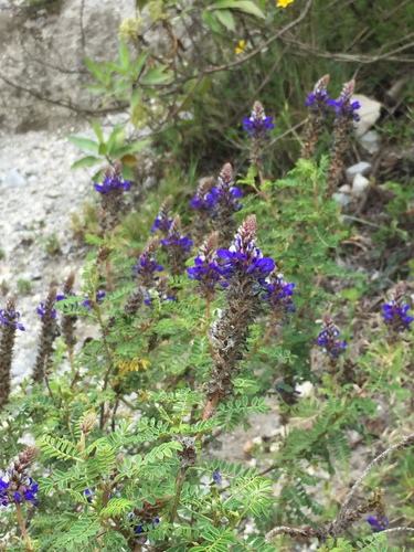 Dalea coerulea image