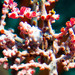 Observation photo