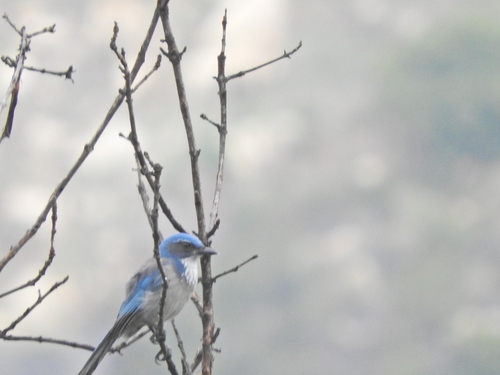 iNaturalist observation photo of California Scrub-Jay