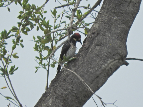 iNaturalist observation photo of Acorn Woodpecker