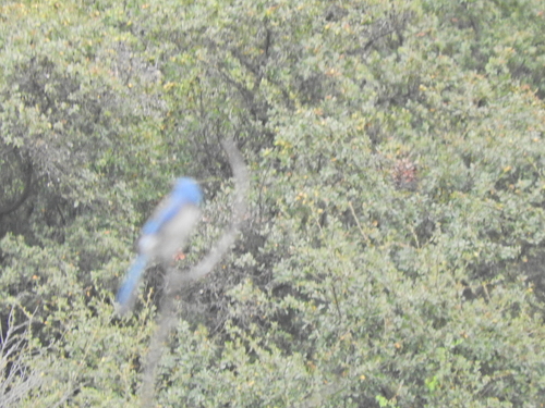 iNaturalist observation photo of California Scrub-Jay