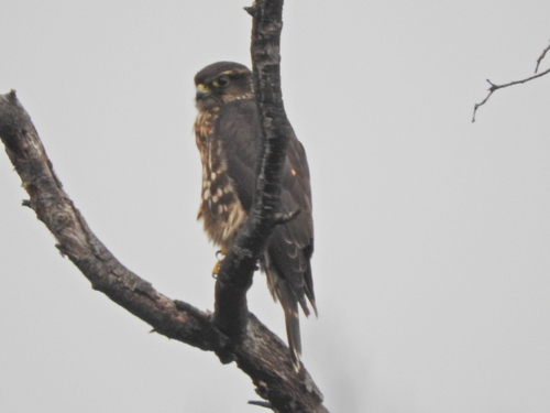 iNaturalist observation photo of Merlin