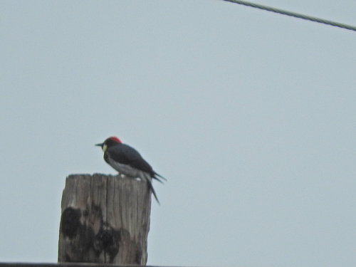 iNaturalist observation photo of Acorn Woodpecker