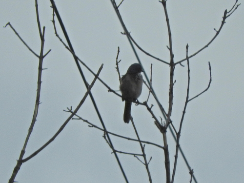 iNaturalist observation photo of California Scrub-Jay