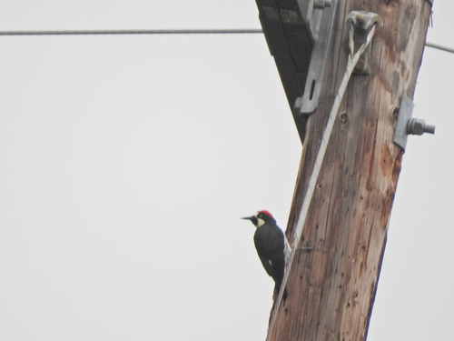 iNaturalist observation photo of Acorn Woodpecker