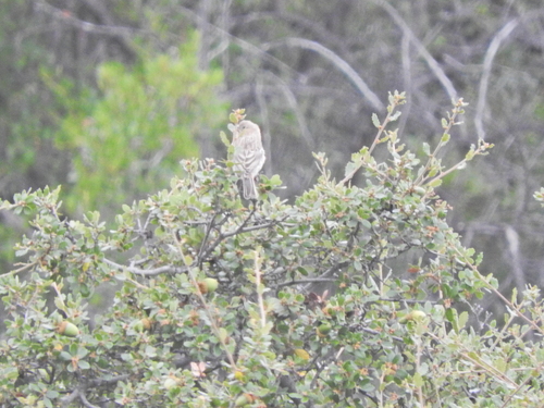 iNaturalist observation photo of House Finch