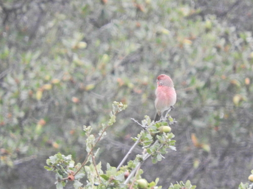 iNaturalist observation photo of House Finch
