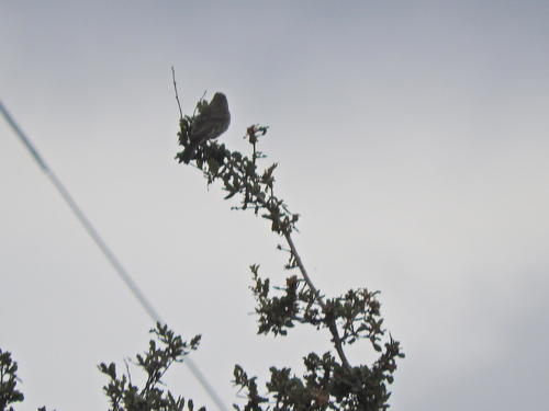 iNaturalist observation photo of House Finch