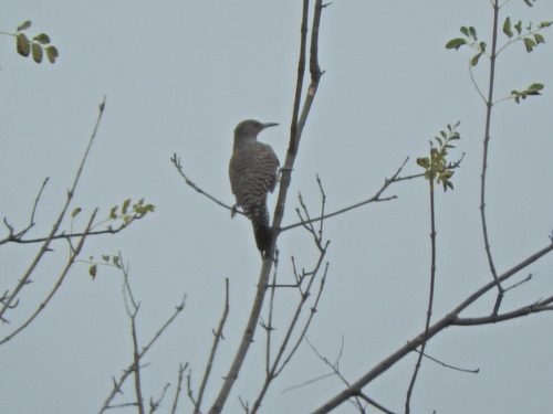 iNaturalist observation photo of Northern Flicker