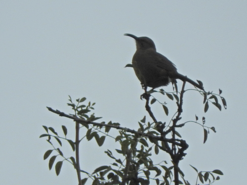 iNaturalist observation photo of California Thrasher