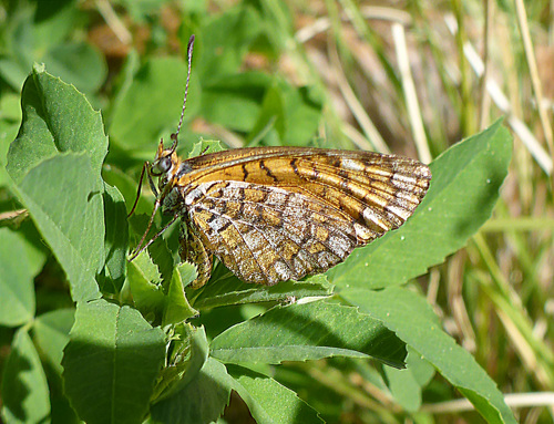 Tiny Checkerspot