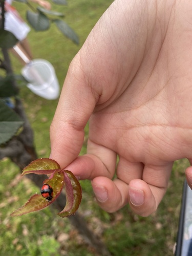 Six-spotted Zigzag Ladybird