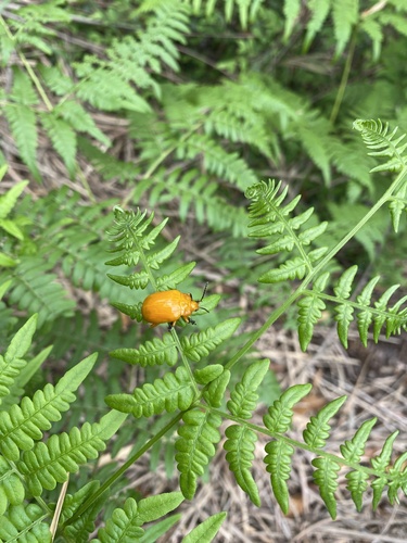 Podontia lutea