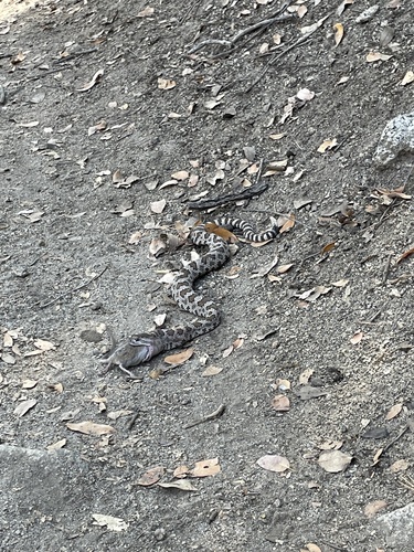 iNaturalist observation photo of Northern Pacific Rattlesnake