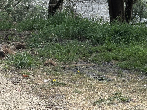 Tiger Snake sighting