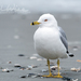Ring-billed Gull - Photo (c) William Wise, all rights reserved, uploaded by William Wise