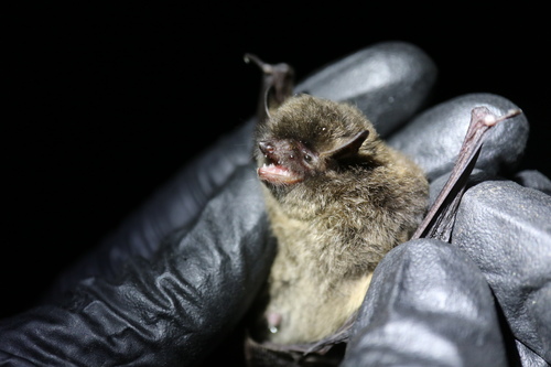 Long-legged Myotis