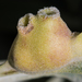Rhopalomyia audibertiae - Photo (c) BJ Stacey, כל הזכויות שמורות