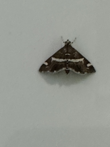 Hawaiian Beet Webworm Moth