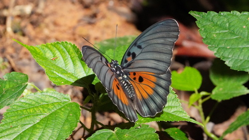 Euphaedra edwardsii