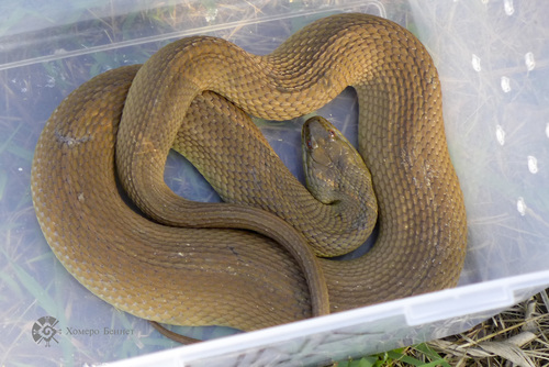 Diamondback Watersnake