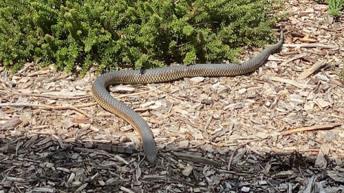 Lowlands Copperhead sighting