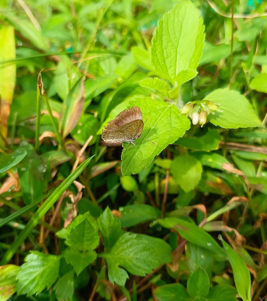 Pale Grass Blue from W6F9+JP4, Dhajea Tea Garden, West Bengal 734215 ...