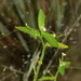 Caperonia castaneifolia - Photo (c) Jay L. Keller, כל הזכויות שמורות, הועלה על ידי Jay L. Keller