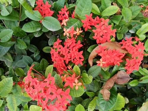 Jungle flame