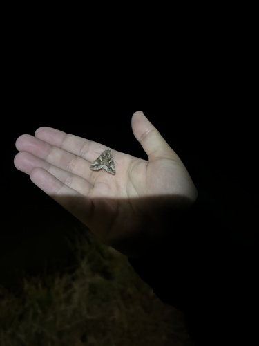iNaturalist observation photo of Alfalfa Looper