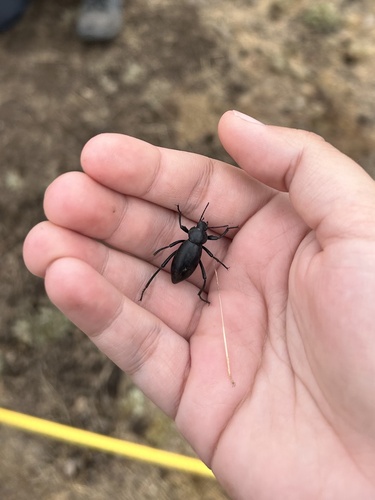 iNaturalist observation photo of Dentate Stink Beetle