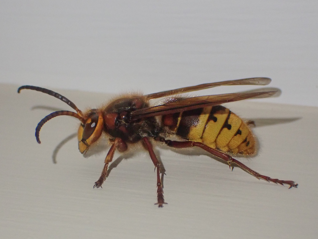 European Hornet From Clarksville MD 21029 USA On September 29 2023   Large 