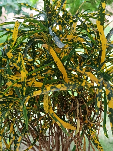 Variegated Croton